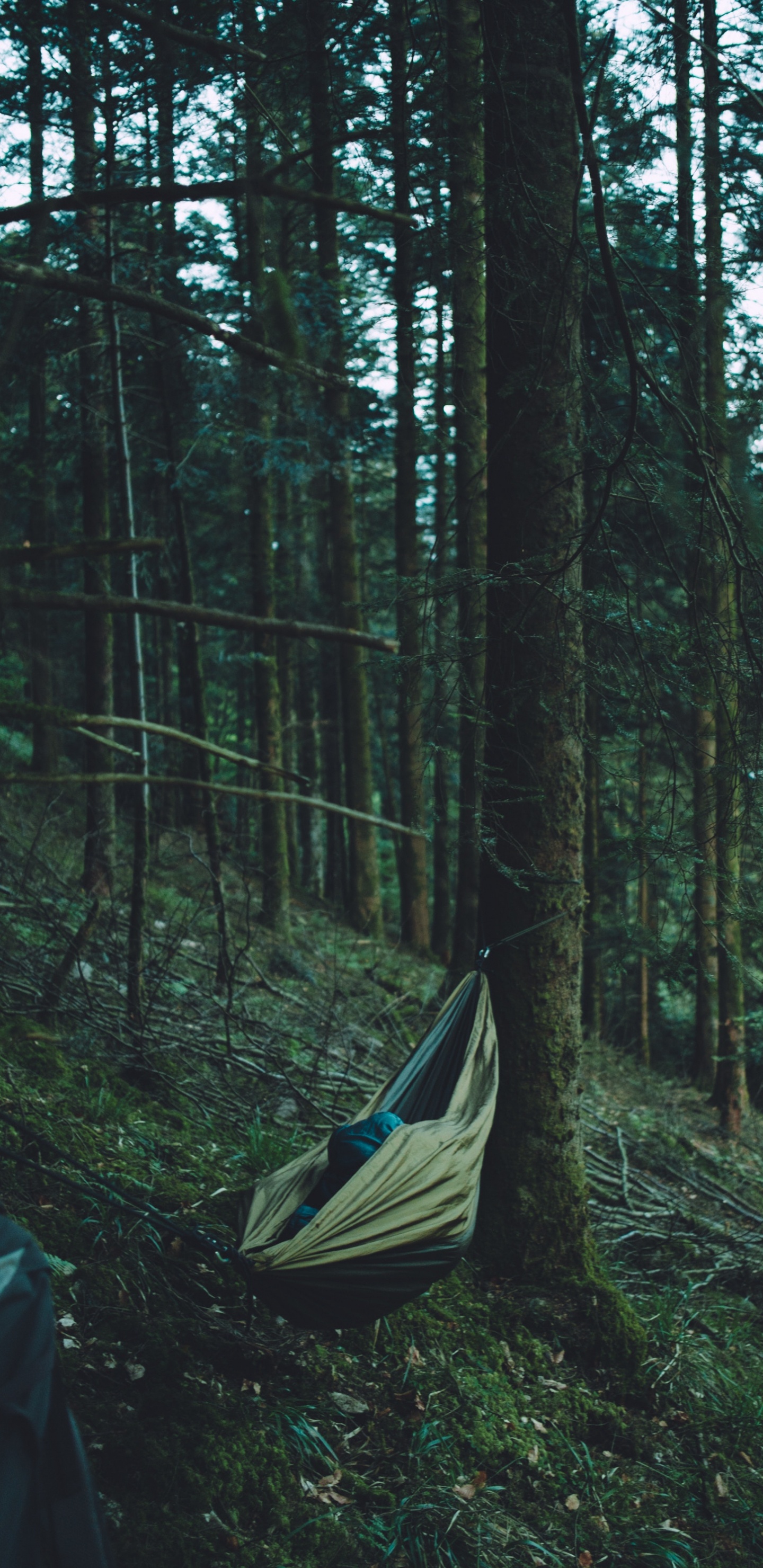Green and Black Tent in The Middle of The Forest. Wallpaper in 1440x2960 Resolution