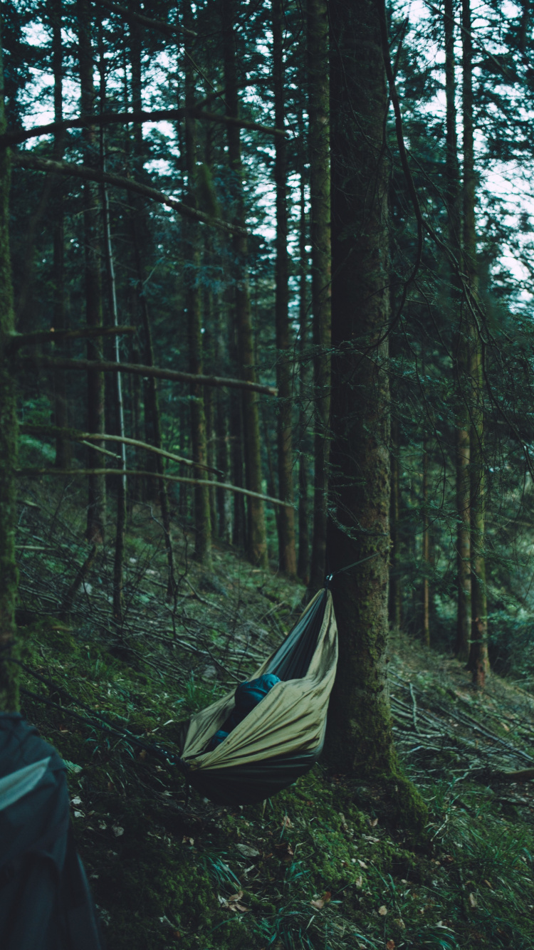 Green and Black Tent in The Middle of The Forest. Wallpaper in 750x1334 Resolution
