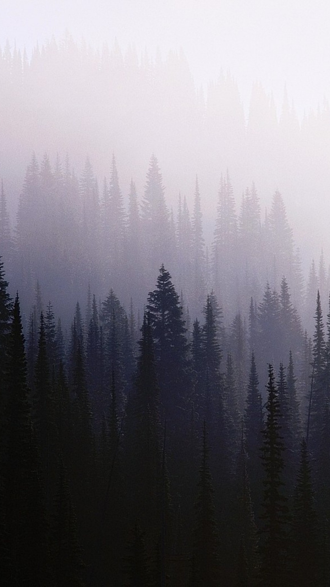 Green Pine Trees Covered With Fog. Wallpaper in 1080x1920 Resolution