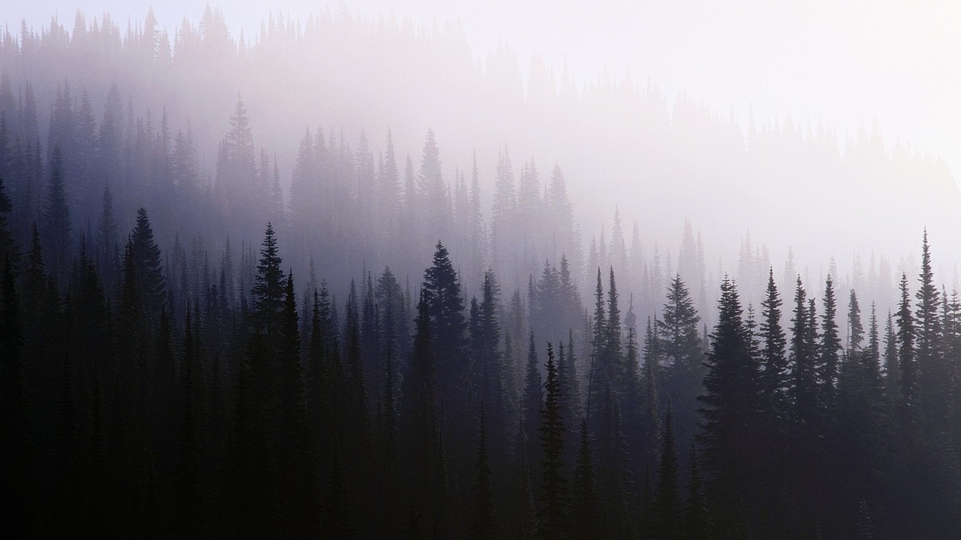 Green Pine Trees Covered With Fog. Wallpaper in 1366x768 Resolution