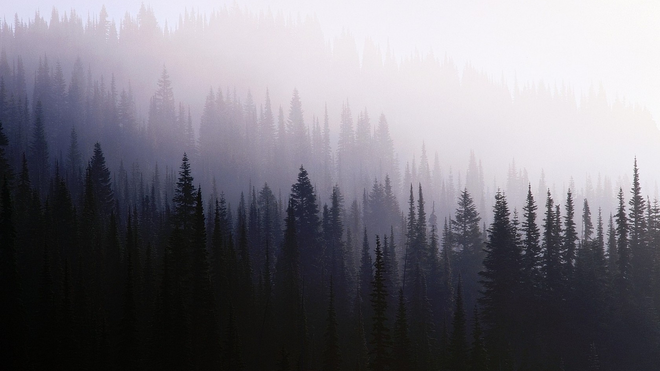 Green Pine Trees Covered With Fog. Wallpaper in 2560x1440 Resolution