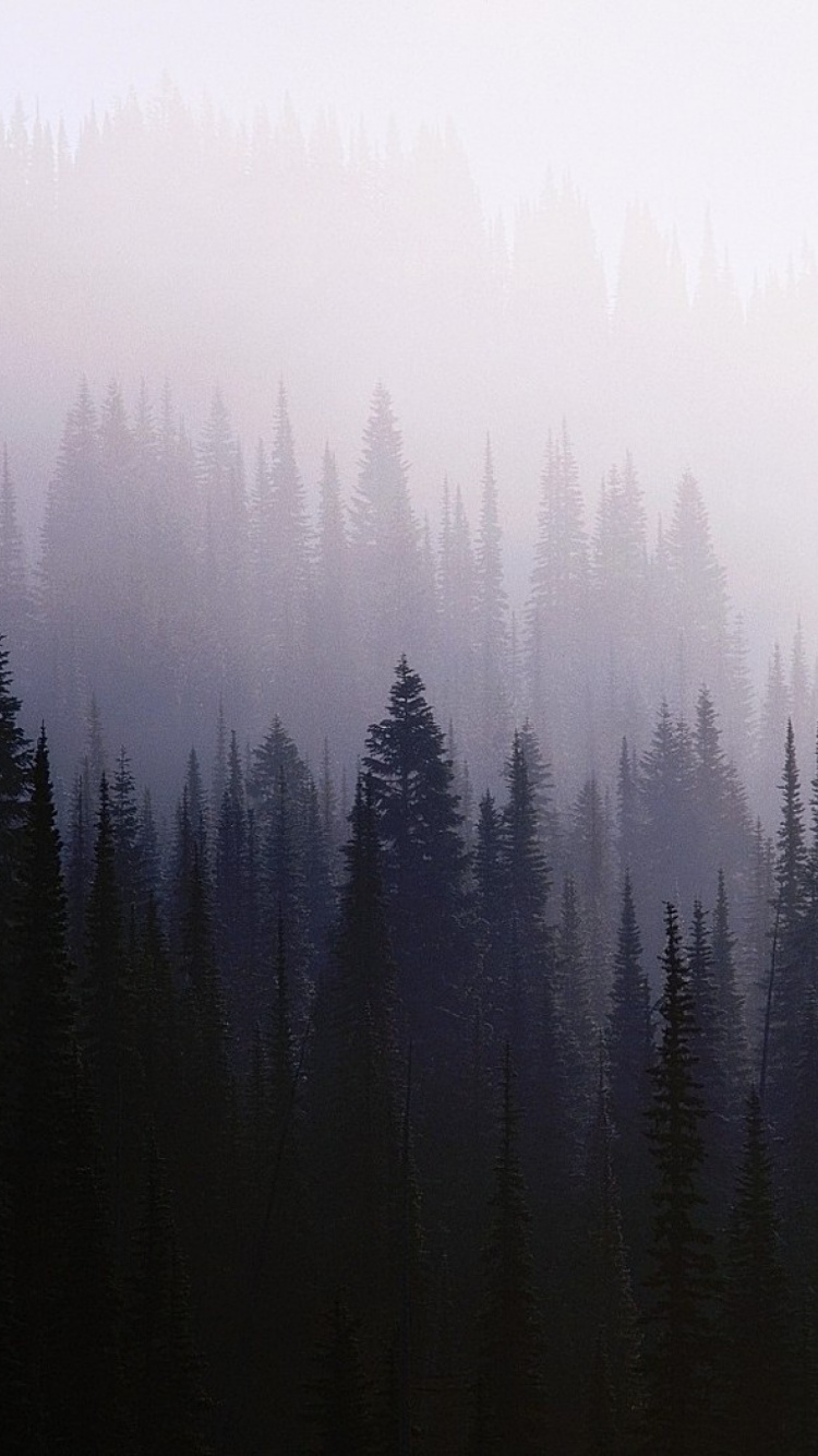 Green Pine Trees Covered With Fog. Wallpaper in 750x1334 Resolution