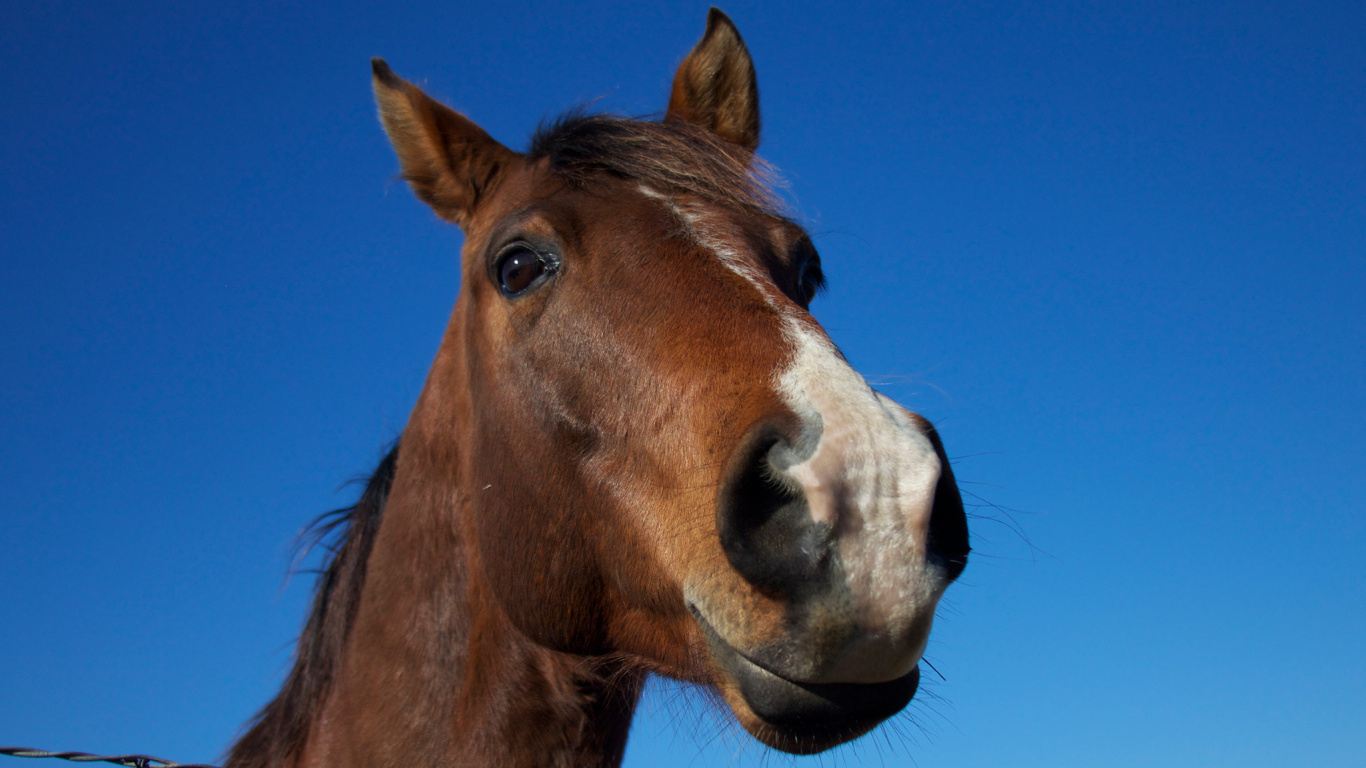 Brown and White Horse Under Blue Sky During Daytime. Wallpaper in 1366x768 Resolution