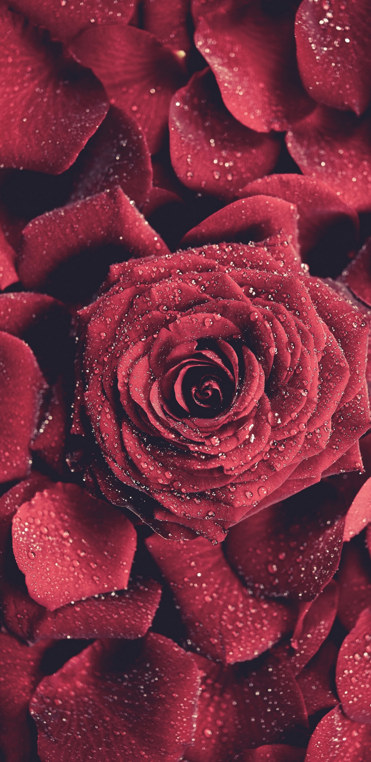 Red Rose in Close up Photography. Wallpaper in 1440x2960 Resolution