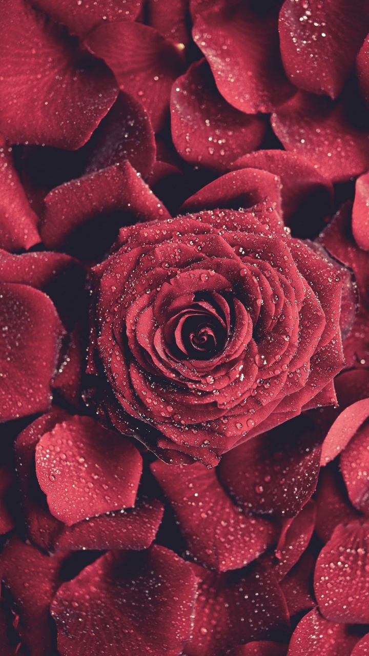 Red Rose in Close up Photography. Wallpaper in 720x1280 Resolution