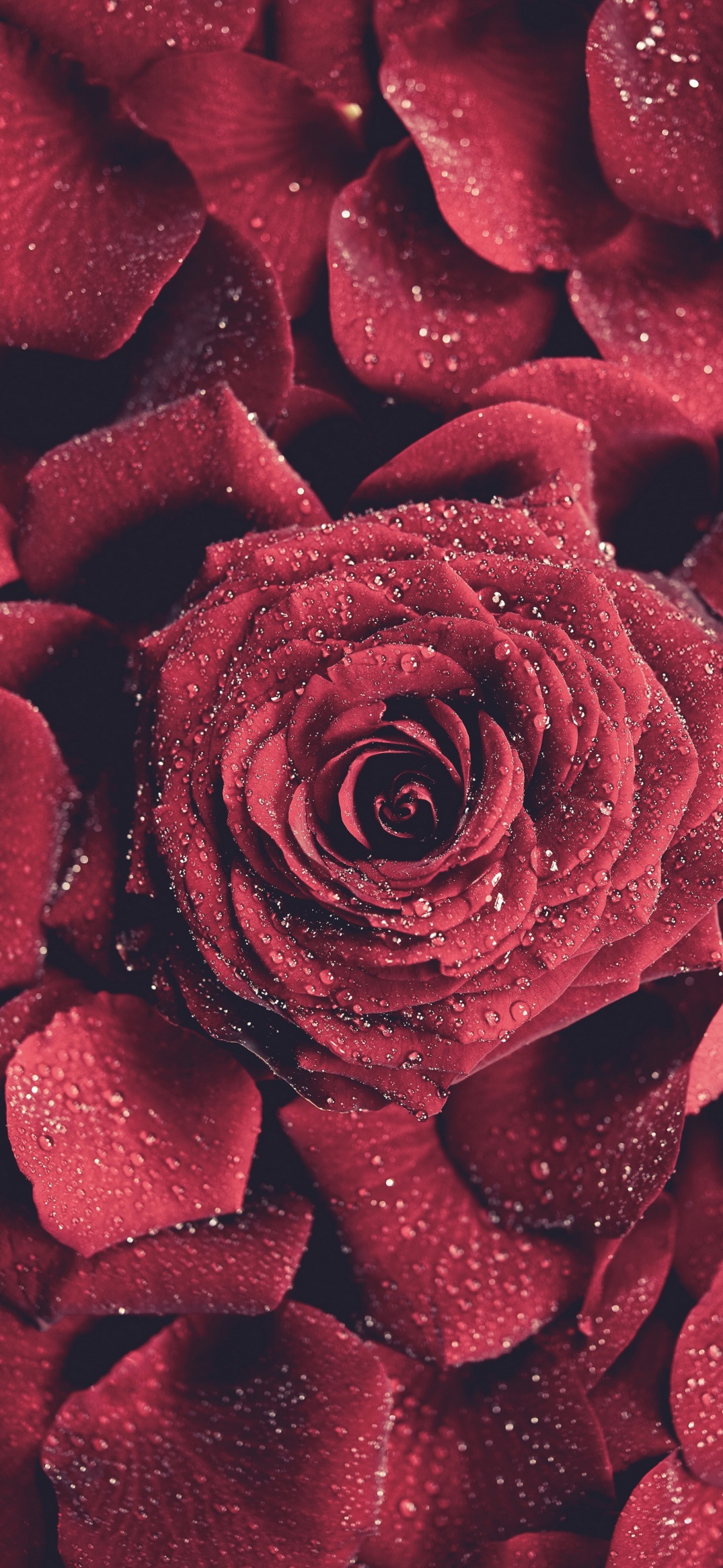 Rosa Roja en Fotografía de Cerca. Wallpaper in 1125x2436 Resolution