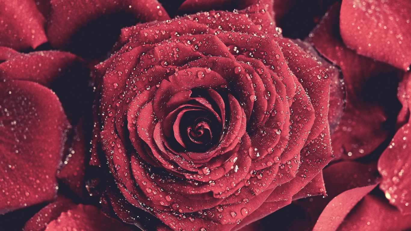 Rosa Roja en Fotografía de Cerca. Wallpaper in 1366x768 Resolution