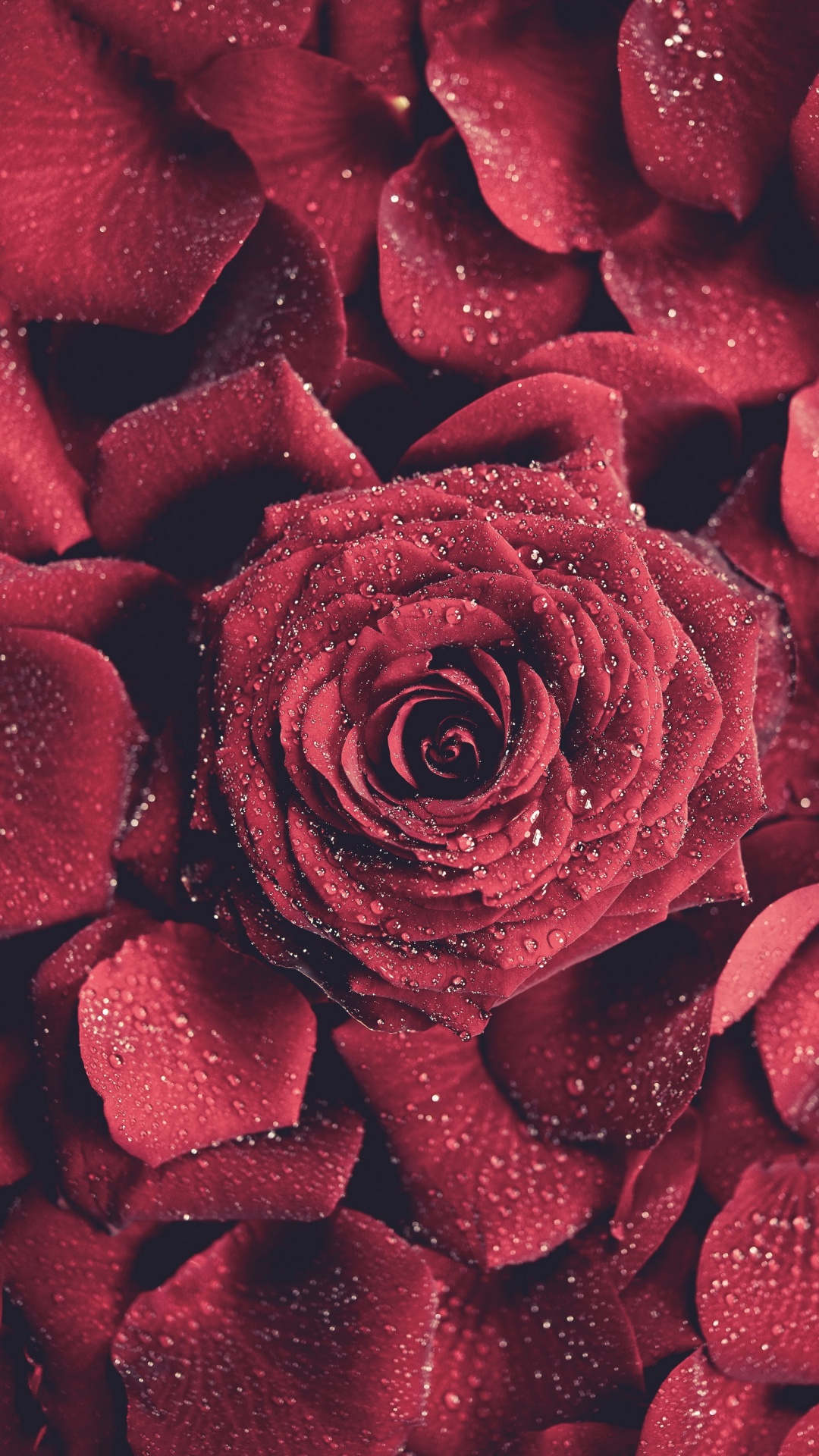 Rote Rose in Nahaufnahmen. Wallpaper in 1080x1920 Resolution