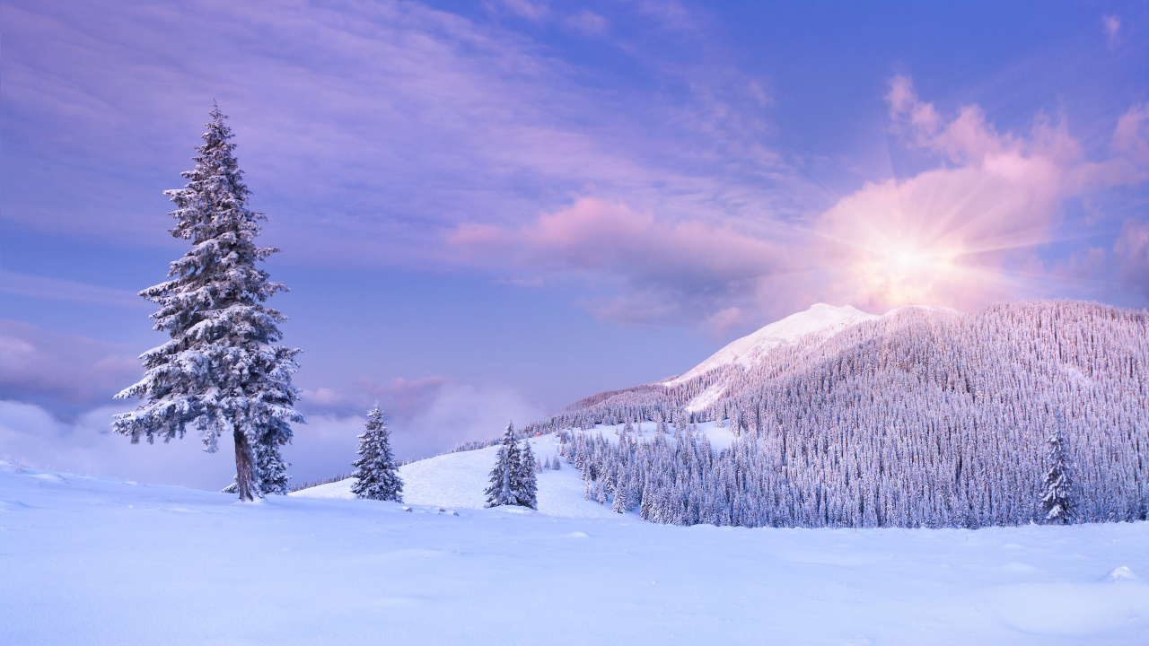 Arbres et Montagnes Couverts de Neige Pendant la Journée. Wallpaper in 1280x720 Resolution