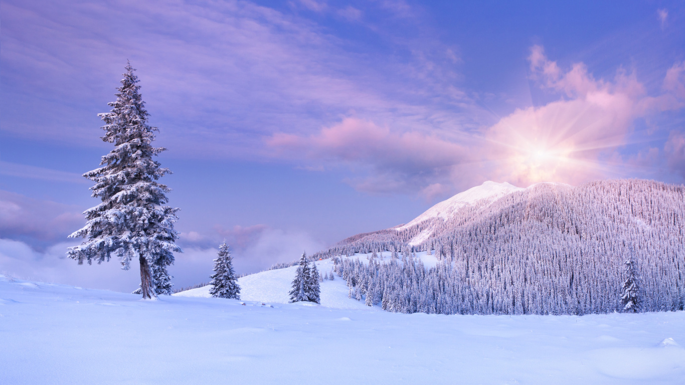 Arbres et Montagnes Couverts de Neige Pendant la Journée. Wallpaper in 1366x768 Resolution