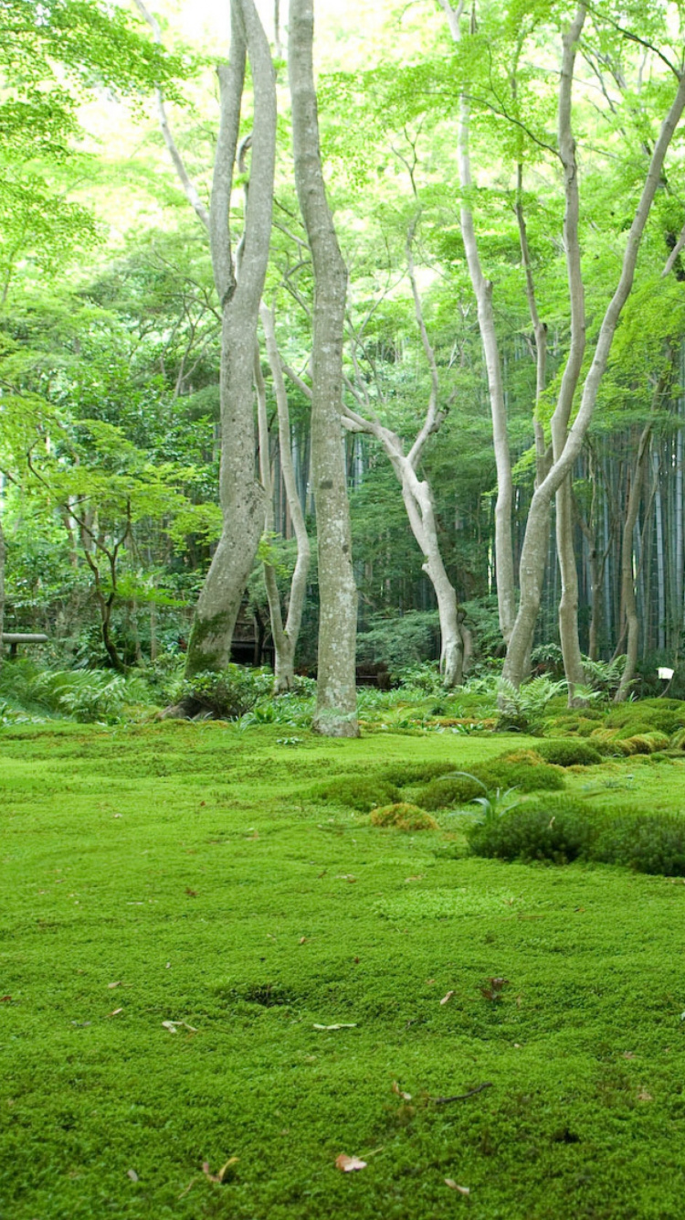 Campo de Hierba Verde Con Arboles. Wallpaper in 750x1334 Resolution