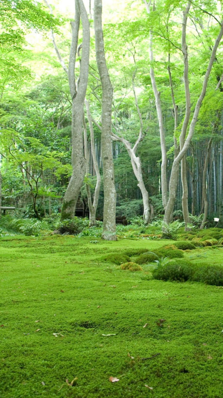 Green Grass Field With Trees. Wallpaper in 720x1280 Resolution