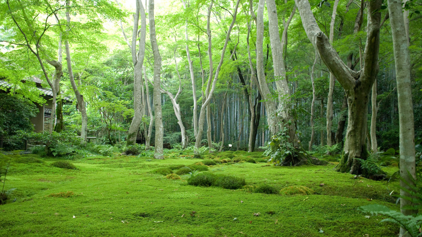 森林, 植被, 性质, 自然保护区, 林地 壁纸 1366x768 允许