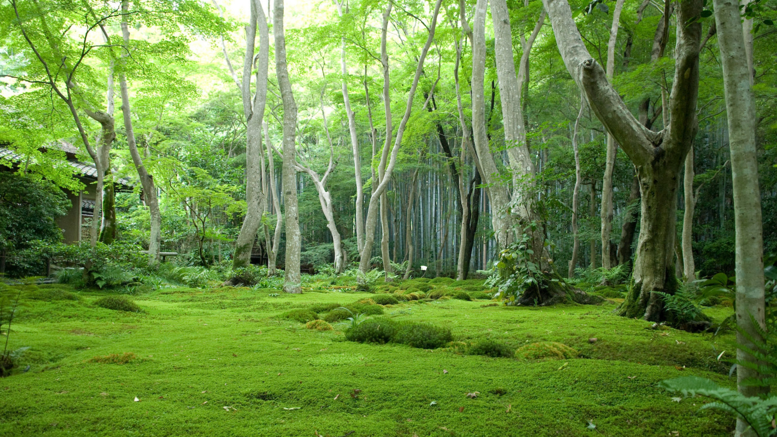 森林, 植被, 性质, 自然保护区, 林地 壁纸 2560x1440 允许