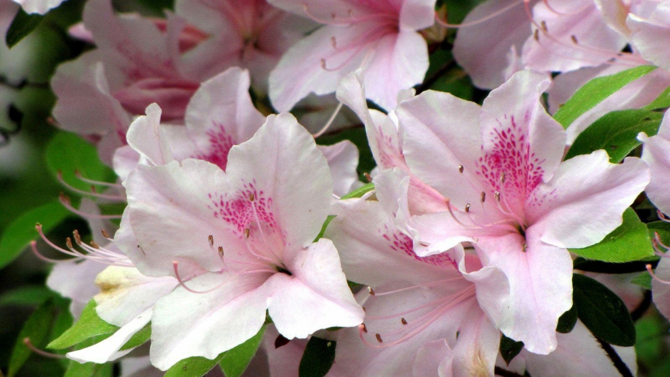 Pink and White Flower in Macro Lens. Wallpaper in 1366x768 Resolution