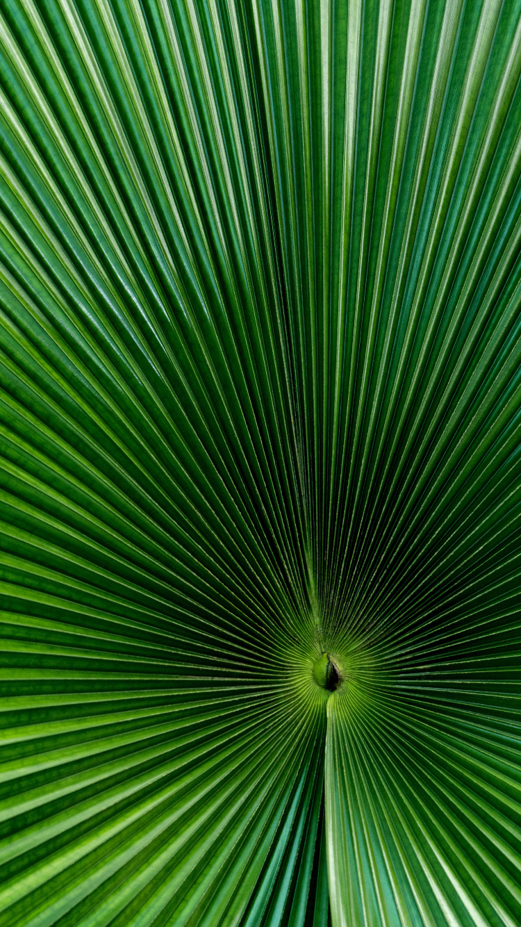 Grüne Fächerpalme in Nahaufnahme Close. Wallpaper in 750x1334 Resolution