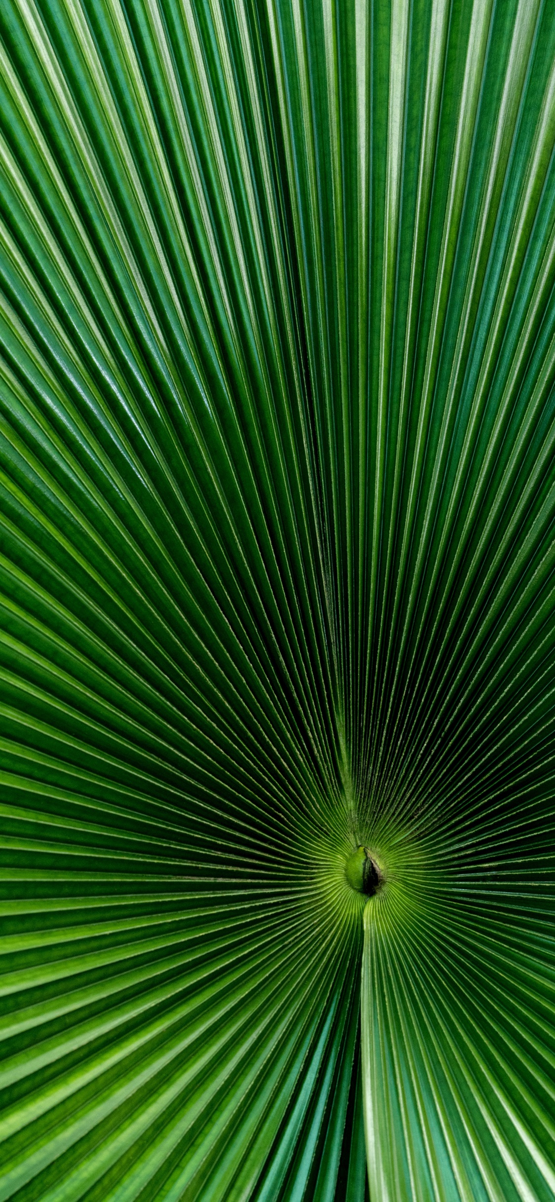 Green Fan Palm in Close up Photography. Wallpaper in 1125x2436 Resolution