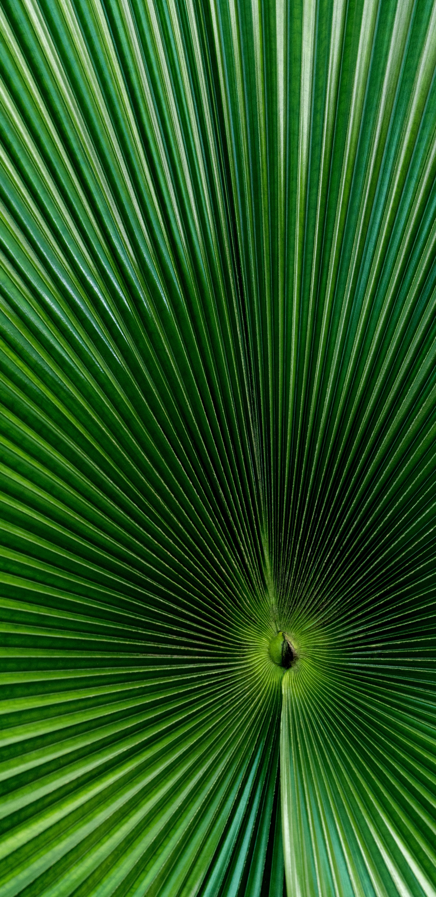 Palma de Abanico Verde en Fotografía de Cerca. Wallpaper in 1440x2960 Resolution