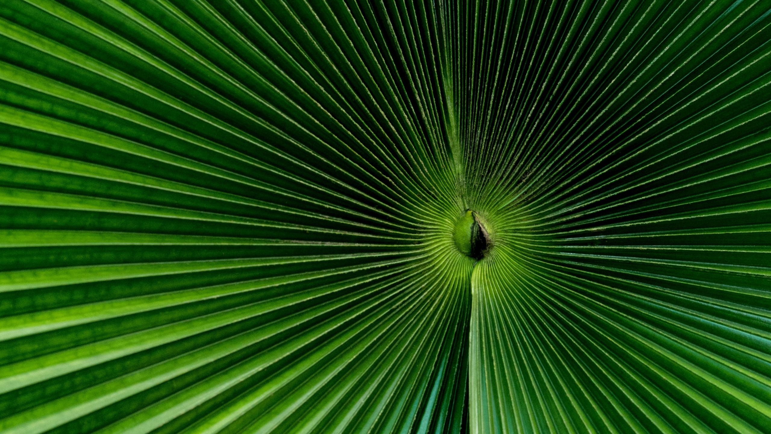 Palma de Abanico Verde en Fotografía de Cerca. Wallpaper in 2560x1440 Resolution