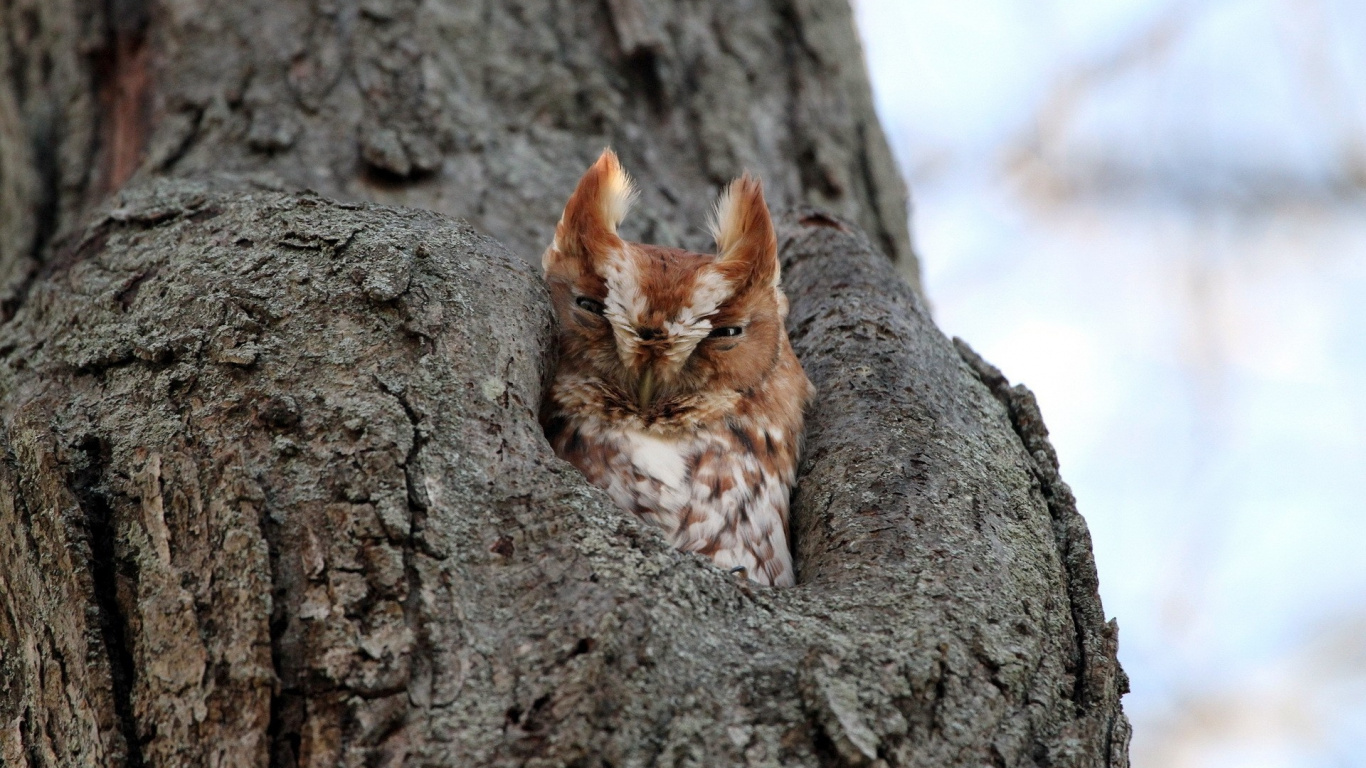 Brown and White Cat on Tree. Wallpaper in 1366x768 Resolution