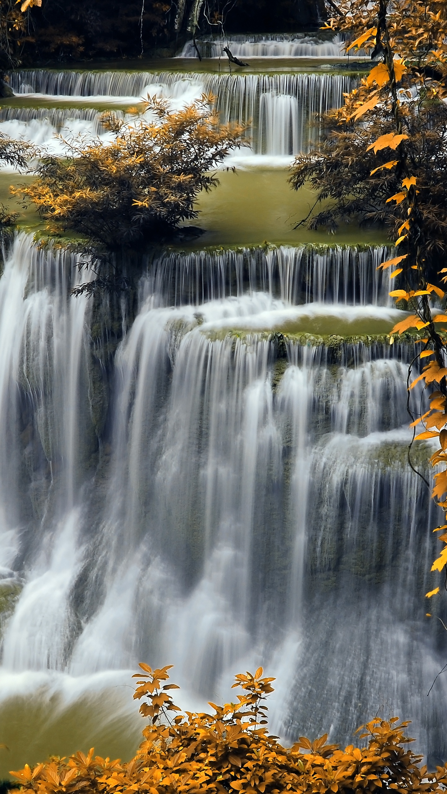 L'eau Tombe au Milieu de la Forêt. Wallpaper in 1440x2560 Resolution