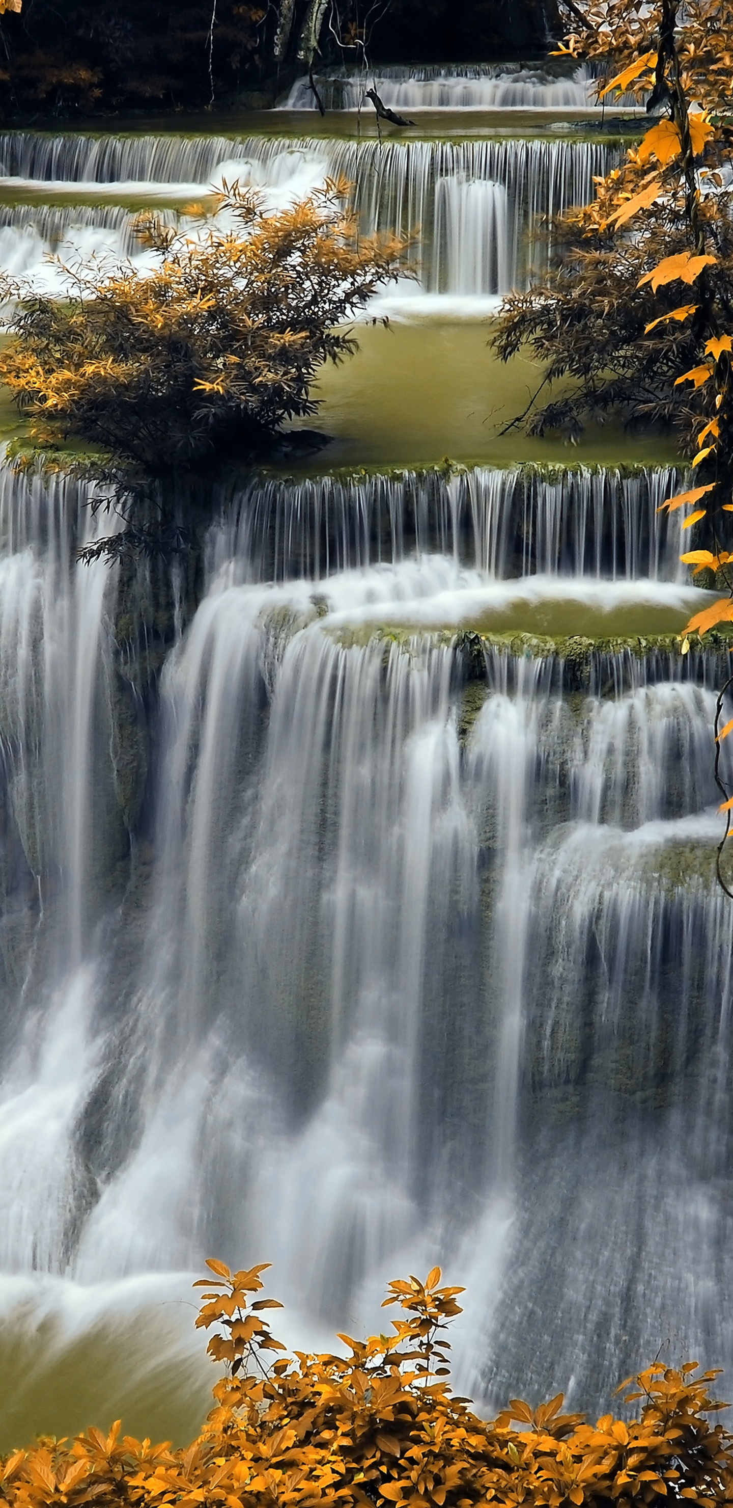 L'eau Tombe au Milieu de la Forêt. Wallpaper in 1440x2960 Resolution