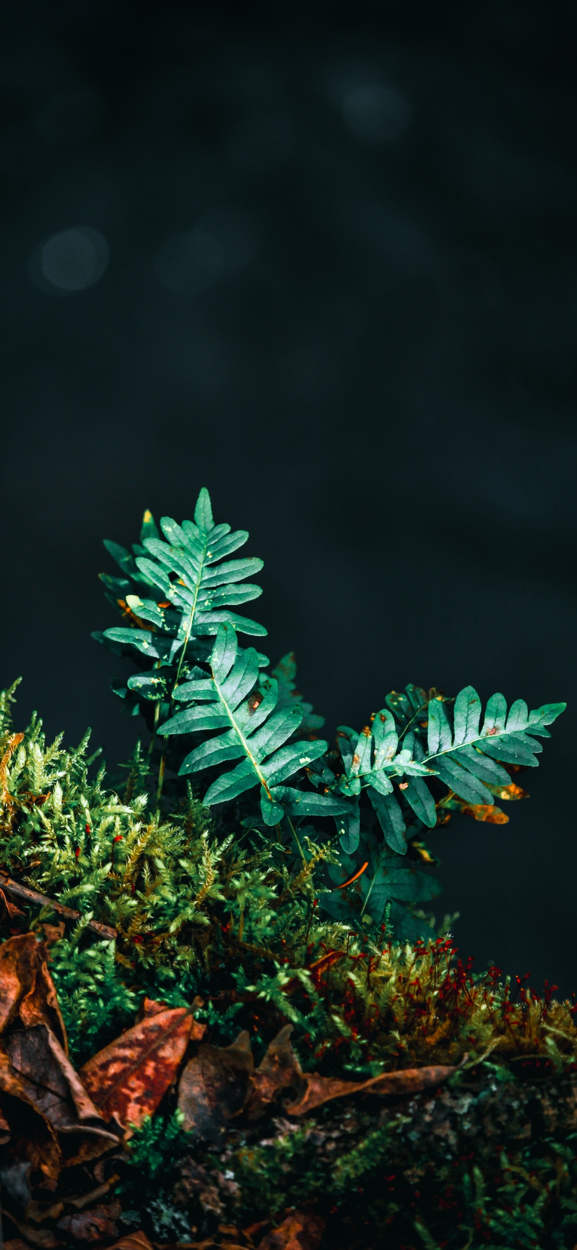 Plante, Fougère, Feuille, Green, Plante Terrestre. Wallpaper in 1125x2436 Resolution