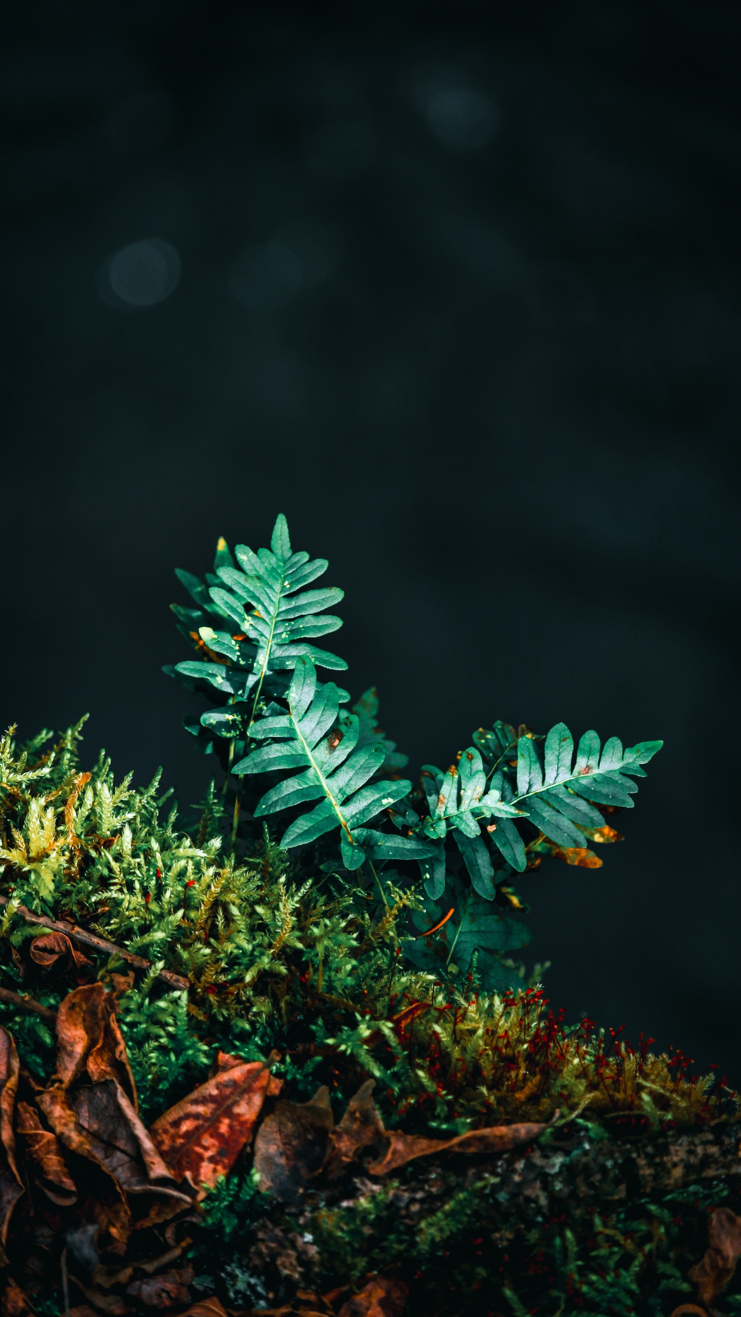 Plante, Fougère, Feuille, Green, Plante Terrestre. Wallpaper in 1440x2560 Resolution