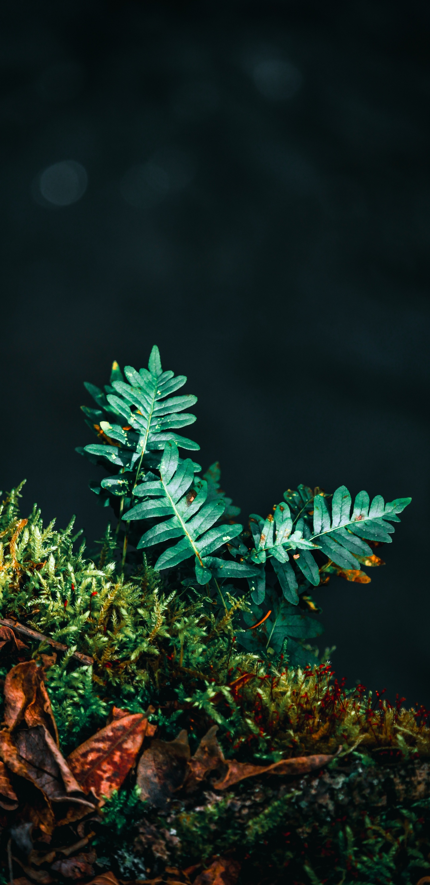 Plante, Fougère, Feuille, Green, Plante Terrestre. Wallpaper in 1440x2960 Resolution