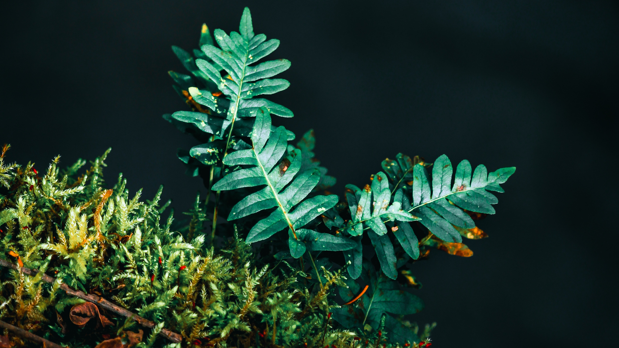 Plante, Fougère, Feuille, Green, Plante Terrestre. Wallpaper in 2560x1440 Resolution
