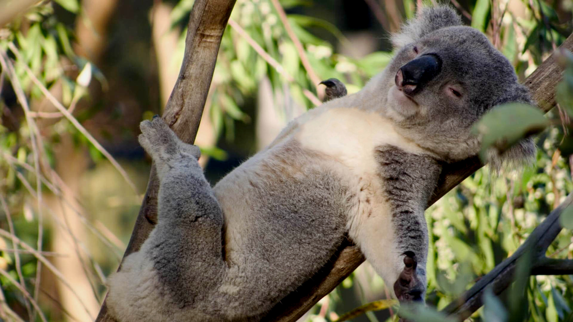 Ours Koala Sur Une Branche D'arbre Pendant la Journée. Wallpaper in 1920x1080 Resolution