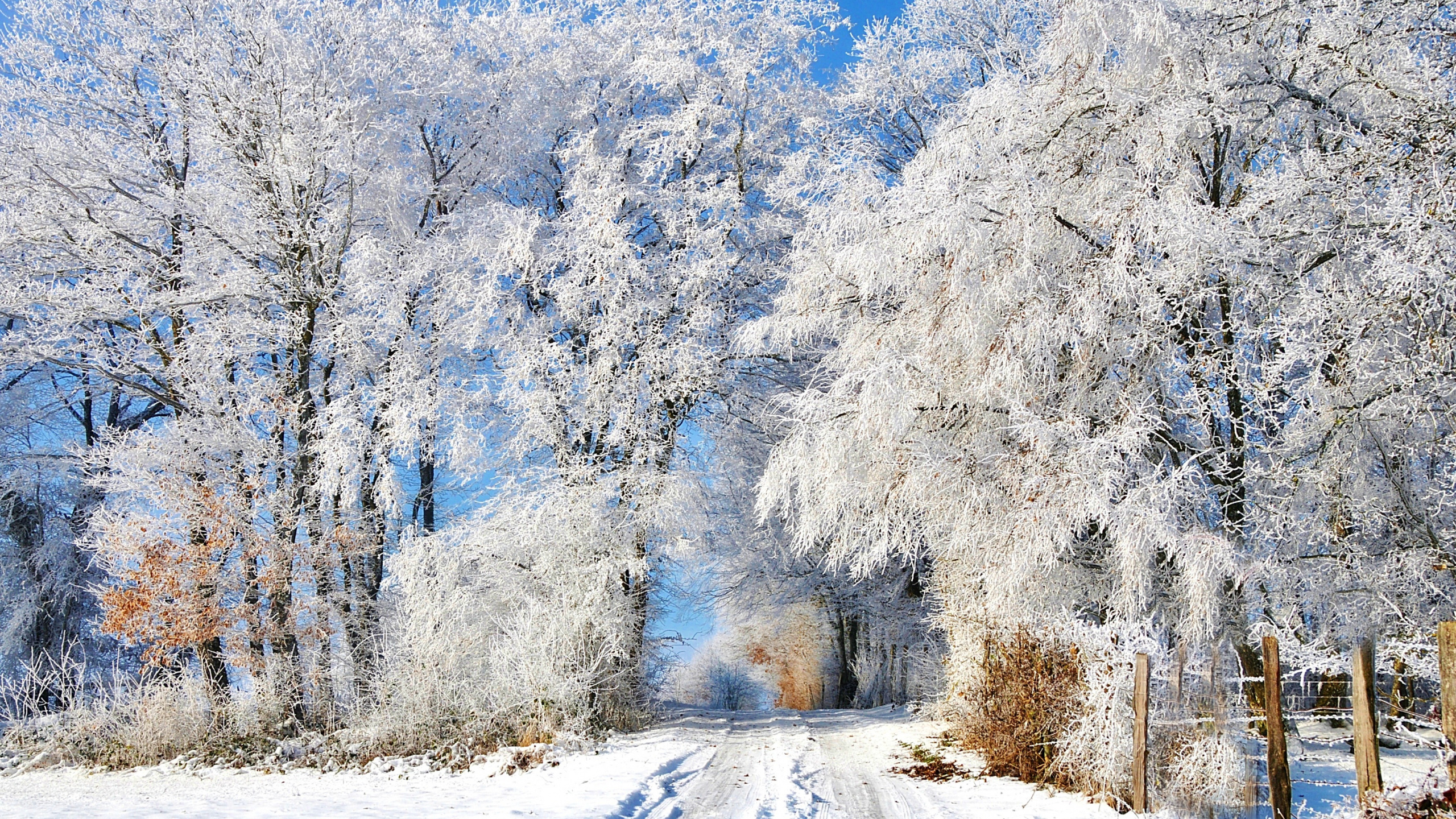 Weiße Bäume Tagsüber Mit Schnee Bedeckt. Wallpaper in 2560x1440 Resolution