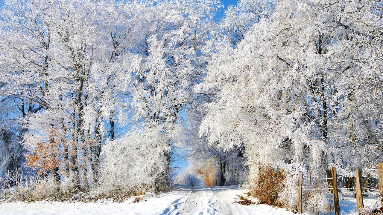 White Trees Covered With Snow During Daytime. Wallpaper in 1280x720 Resolution