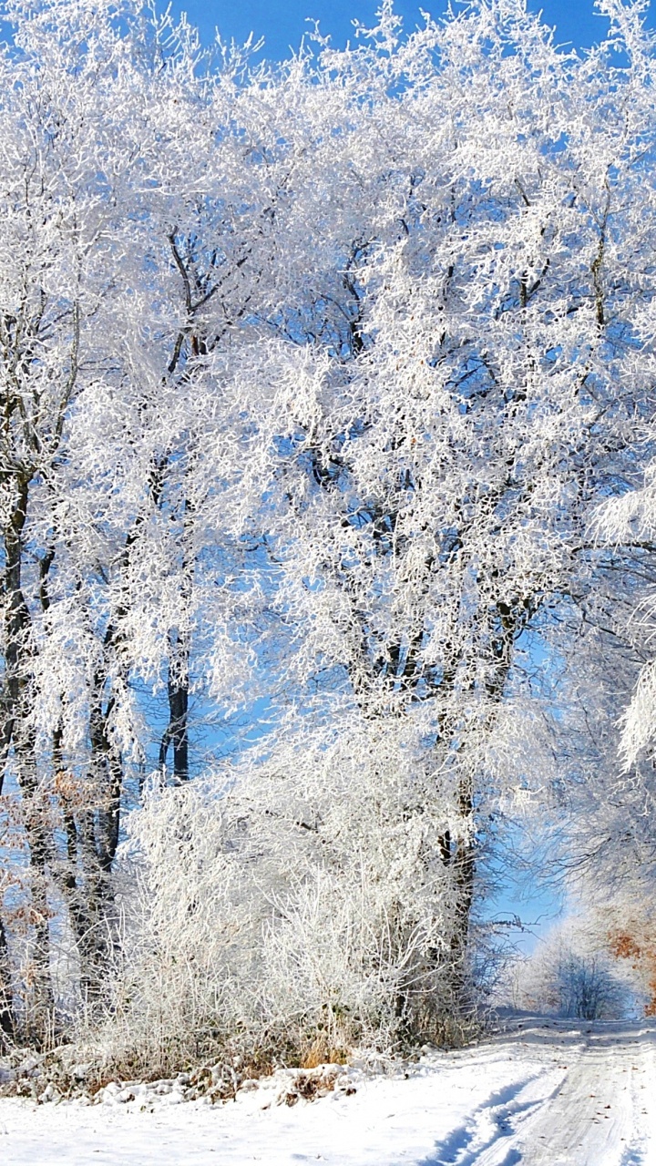 White Trees Covered With Snow During Daytime. Wallpaper in 720x1280 Resolution
