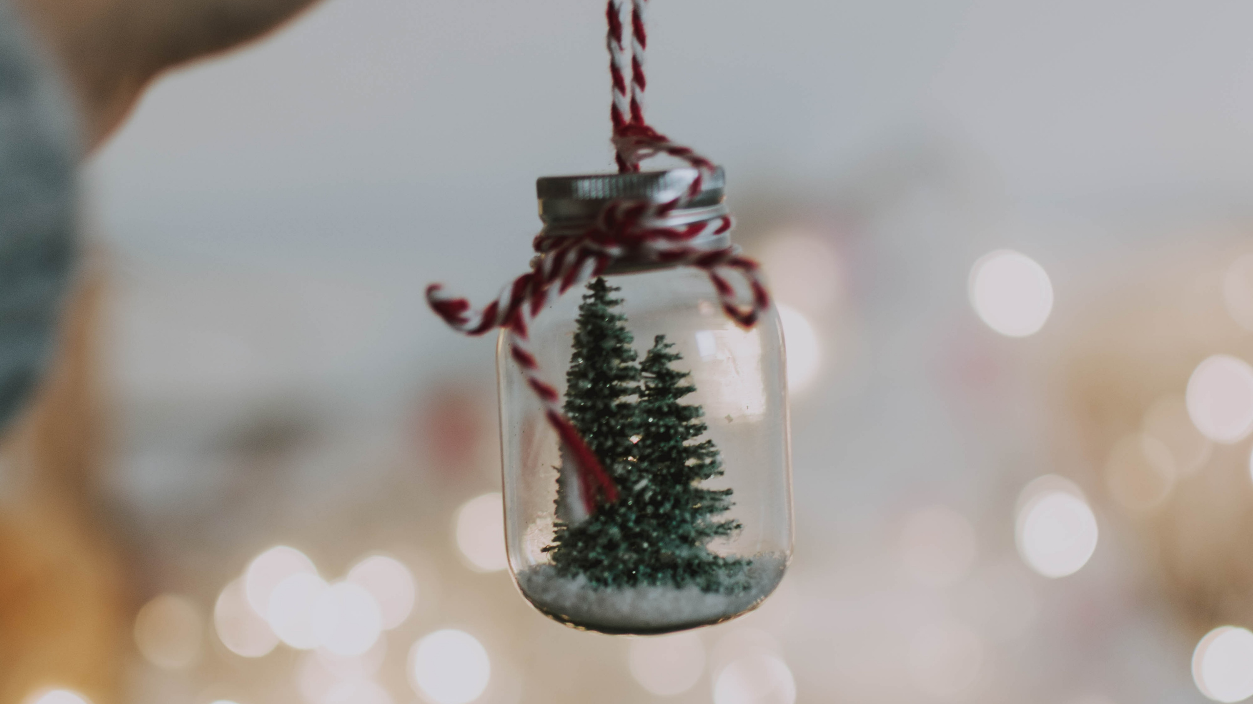 Tree, Christmas Ornament, Green, Lighting, Christmas Decoration. Wallpaper in 2560x1440 Resolution