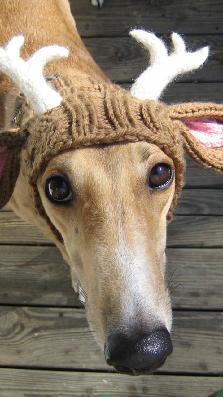 Tête D'animal Marron et Blanc. Wallpaper in 720x1280 Resolution