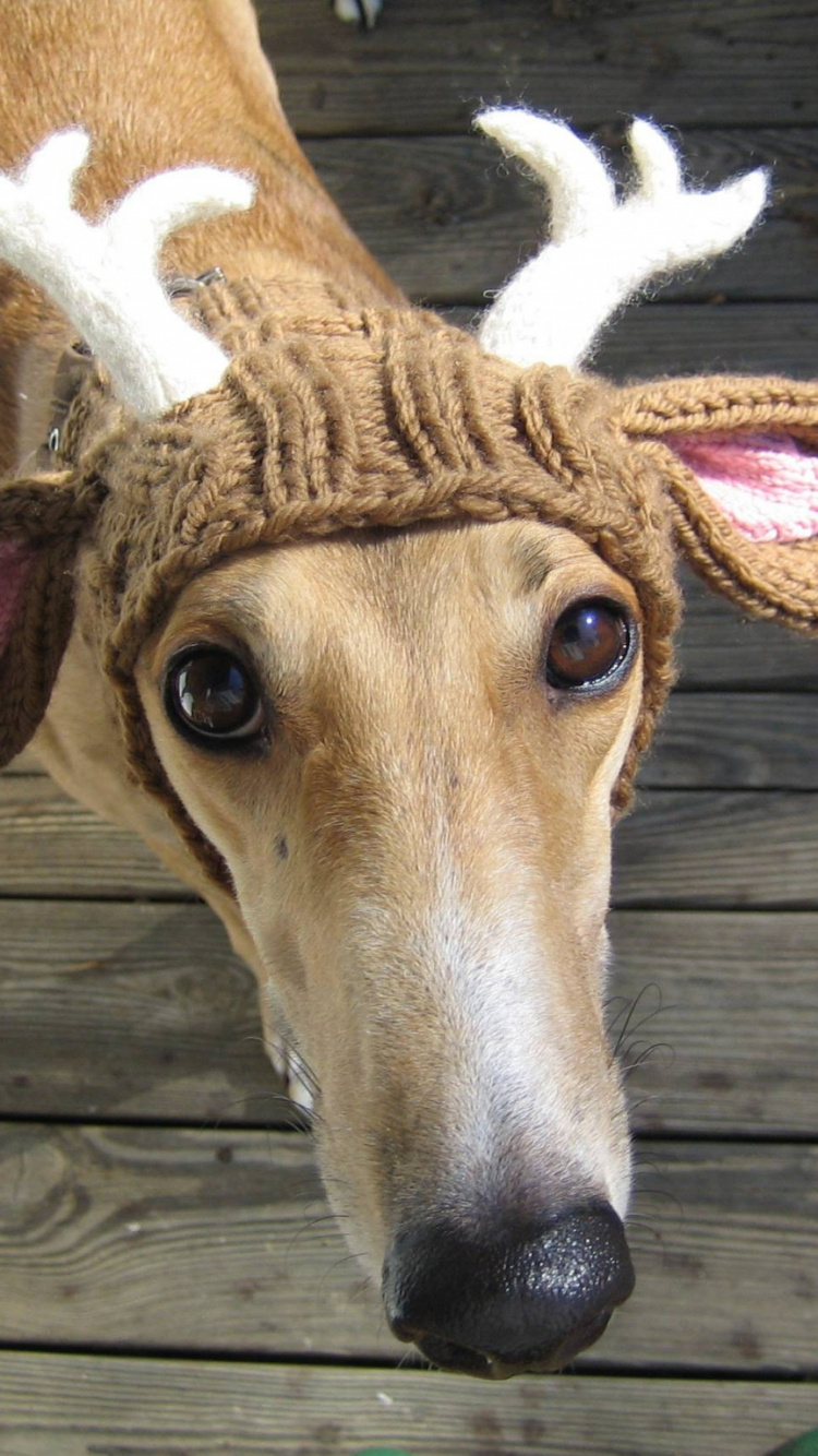 Tête D'animal Marron et Blanc. Wallpaper in 750x1334 Resolution