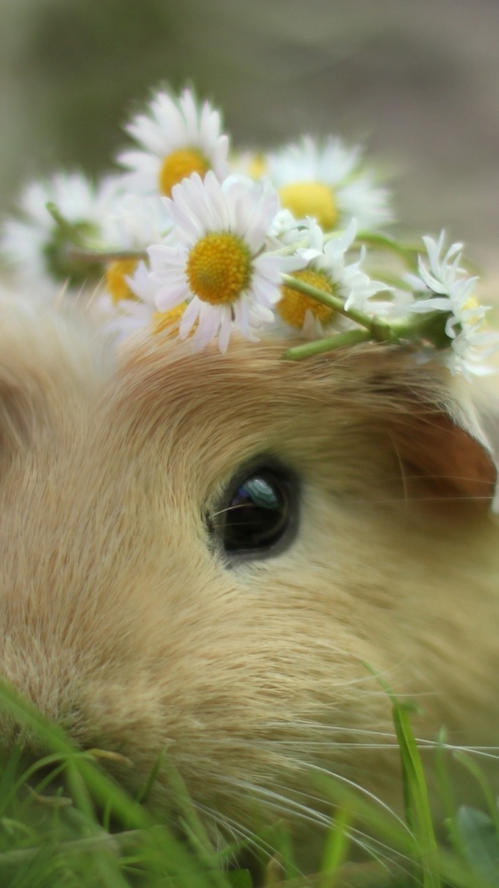 Brown Guinea Pig on Green Grass Field. Wallpaper in 720x1280 Resolution