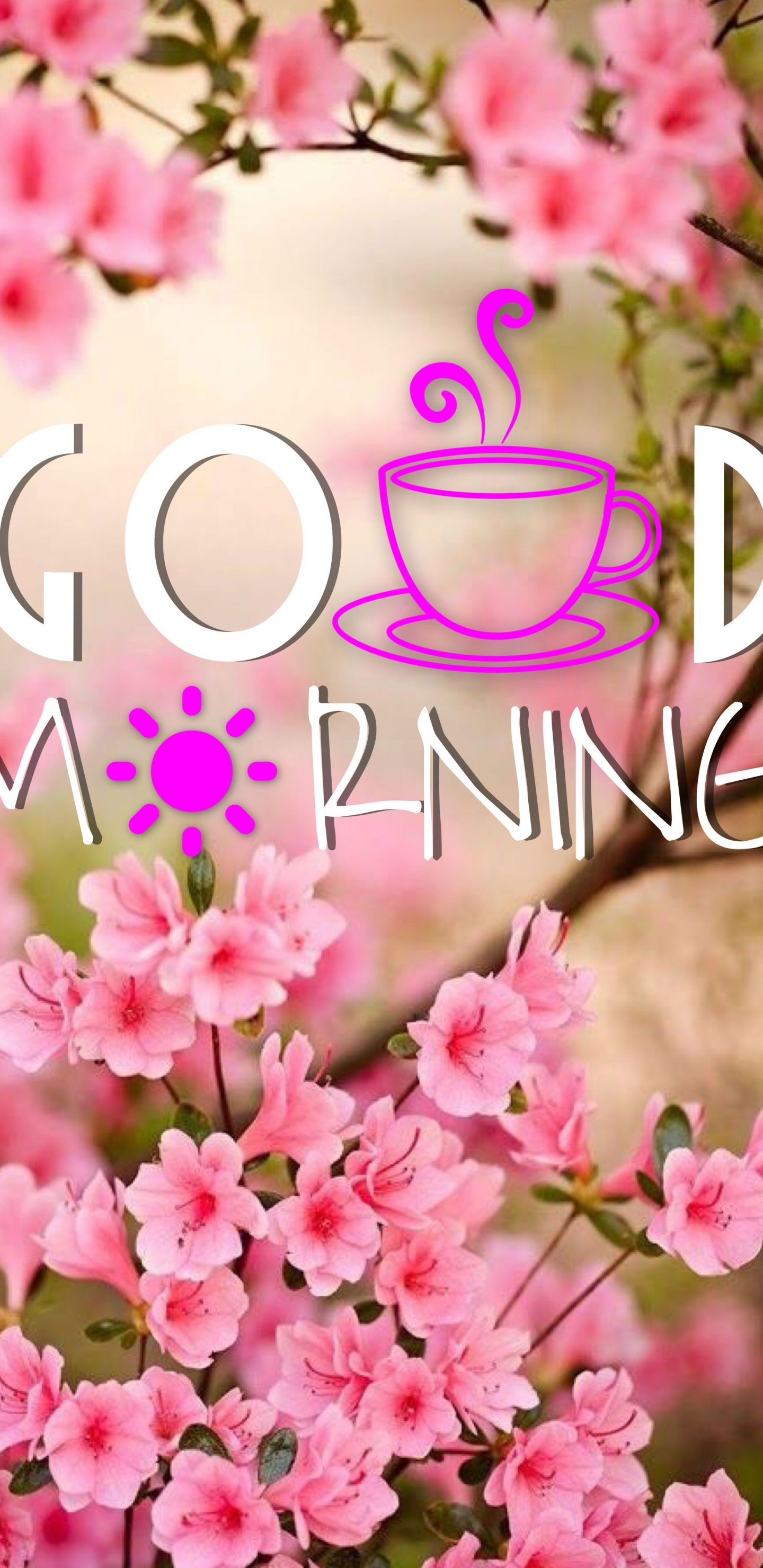 早上, 粉红色, 弹簧, 文本, 开花 壁纸 1440x2960 允许