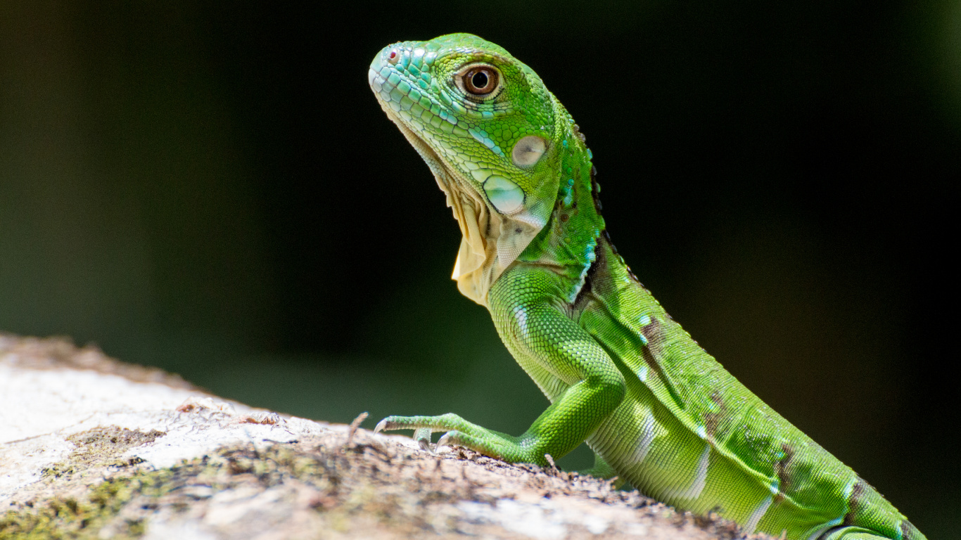 Lizards, Reptiles, Reptile, Lizard, Scaled Reptile. Wallpaper in 1366x768 Resolution