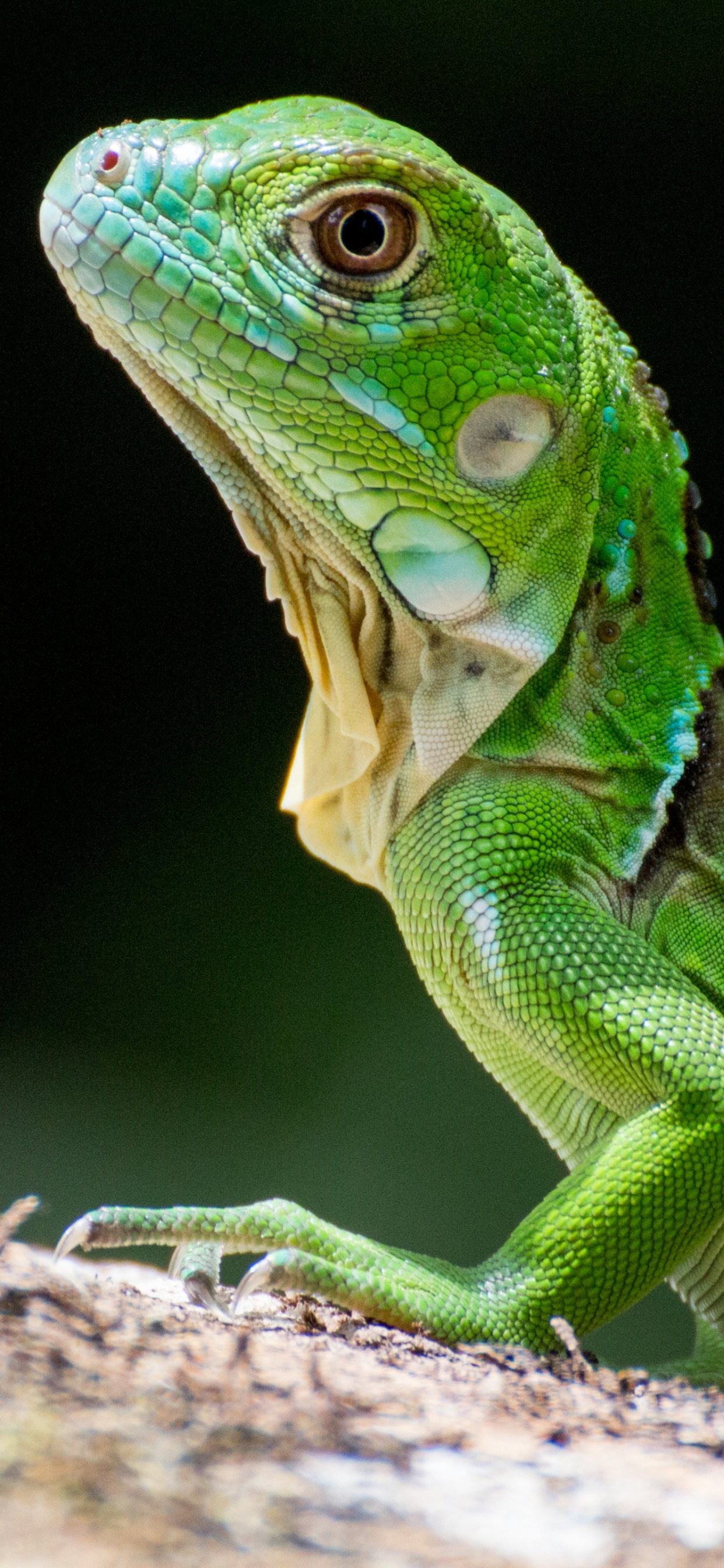 Reptil, Eidechse, Skaliert Reptil, Terrestrische Pflanzen, Iguania. Wallpaper in 1242x2688 Resolution