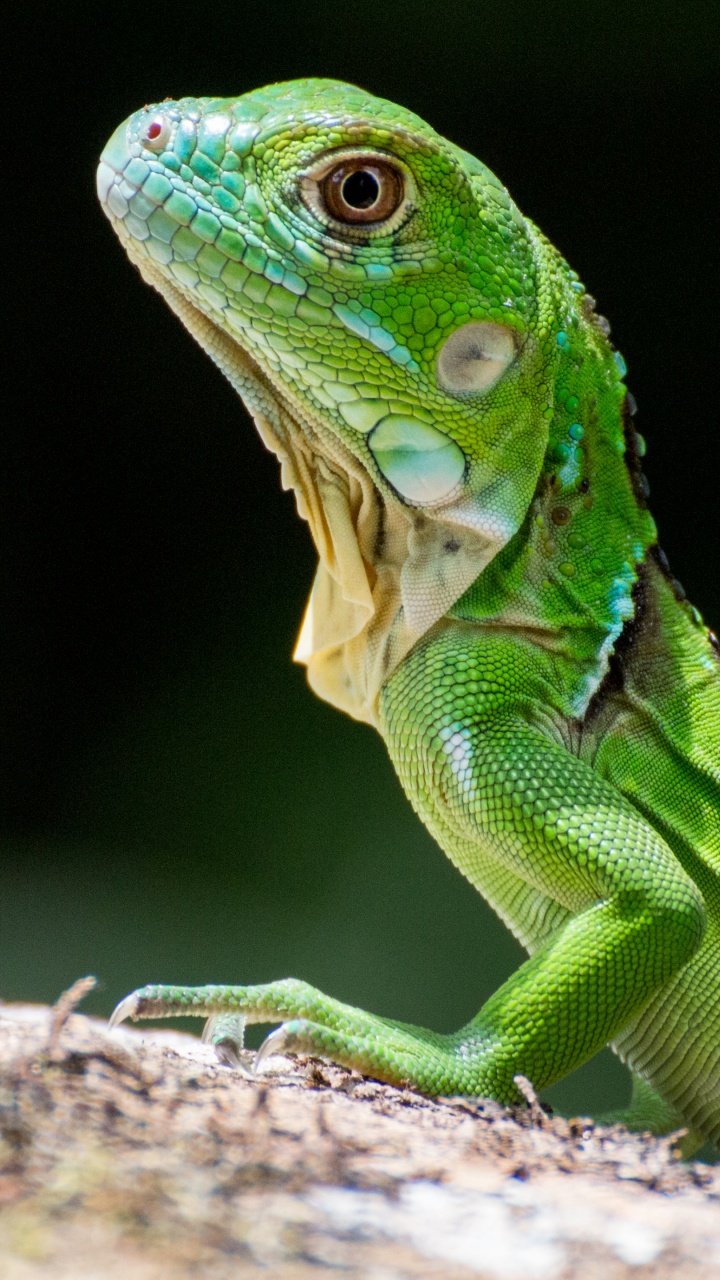 Reptil, Eidechse, Skaliert Reptil, Terrestrische Pflanzen, Iguania. Wallpaper in 720x1280 Resolution