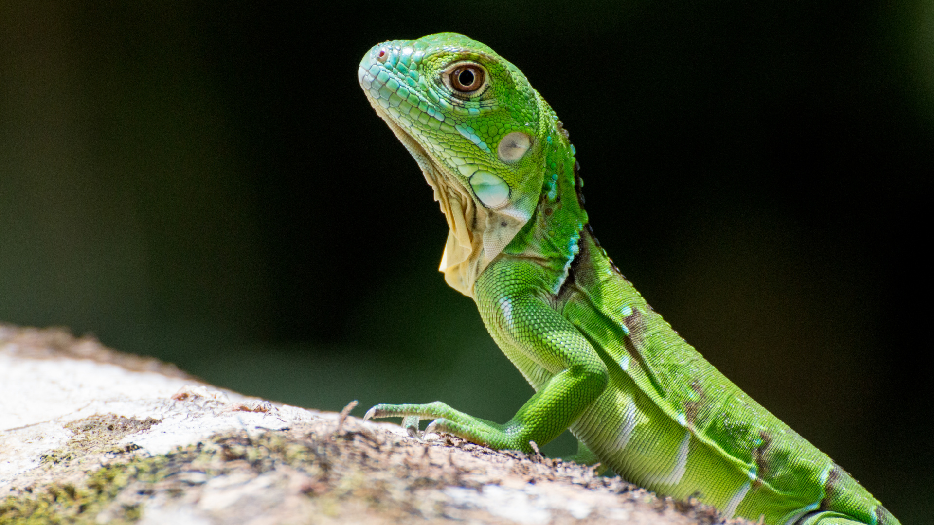 Reptil, Lagarto, Escala de Reptiles, Planta Terrestre, Iguania. Wallpaper in 1920x1080 Resolution