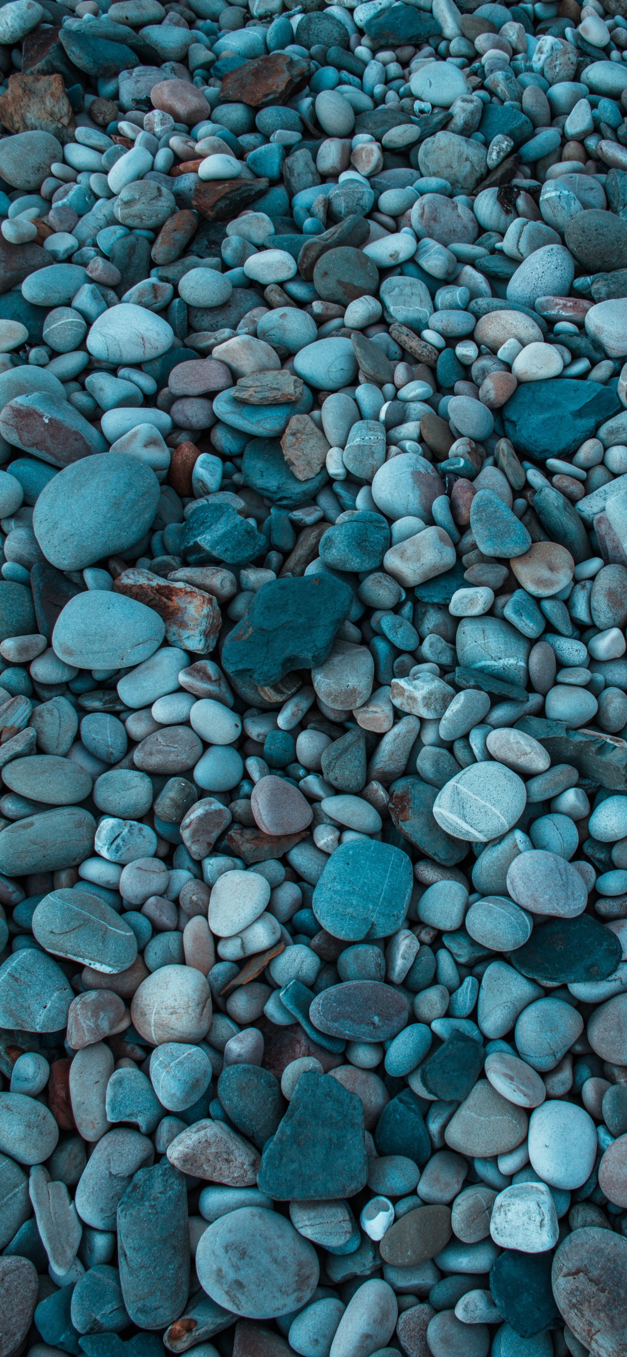 Beautiful Blue Grey Nature, Grey, Pebble, Flower, Sea. Wallpaper in 1242x2688 Resolution