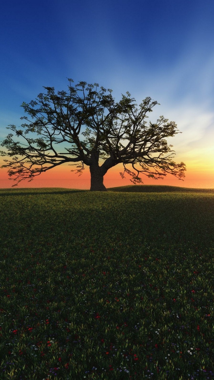 Arbre Vert Sur Terrain D'herbe Verte Pendant le Coucher du Soleil. Wallpaper in 720x1280 Resolution