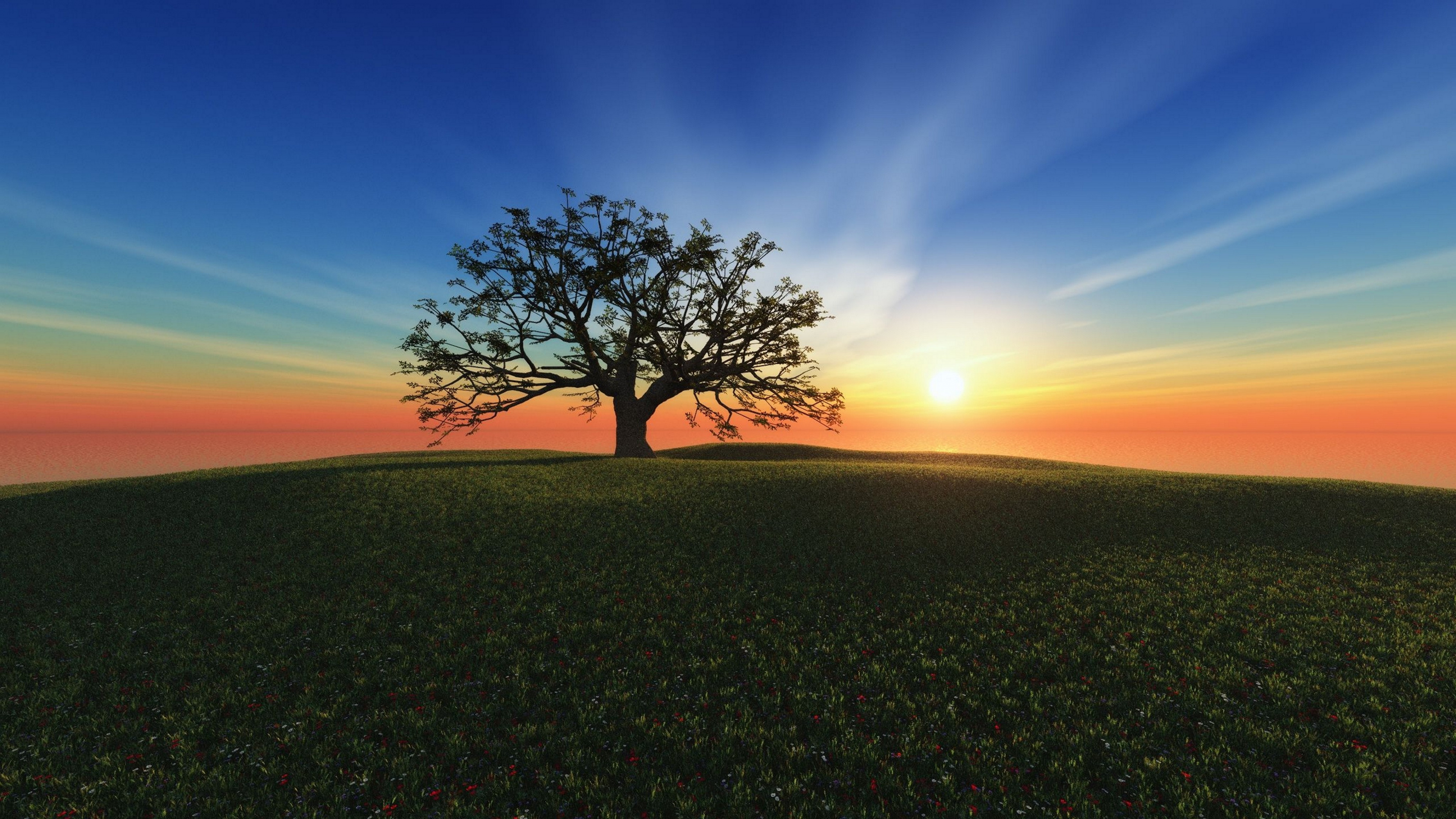 Grüner Baum Auf Grüner Wiese Bei Sonnenuntergang. Wallpaper in 3840x2160 Resolution