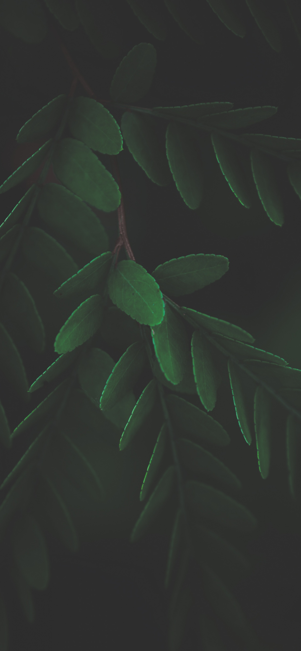 Blatt, Pflanzen-Stammzellen, Biologie, Terrestrische Pflanzen, Zweig. Wallpaper in 1242x2688 Resolution