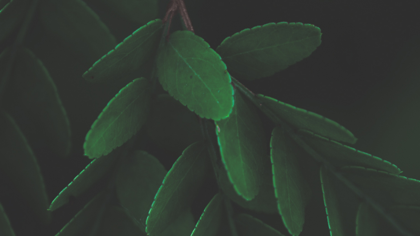 Feuille, Tige de la Plante, Biologie, Plante Terrestre, Rameau. Wallpaper in 1366x768 Resolution