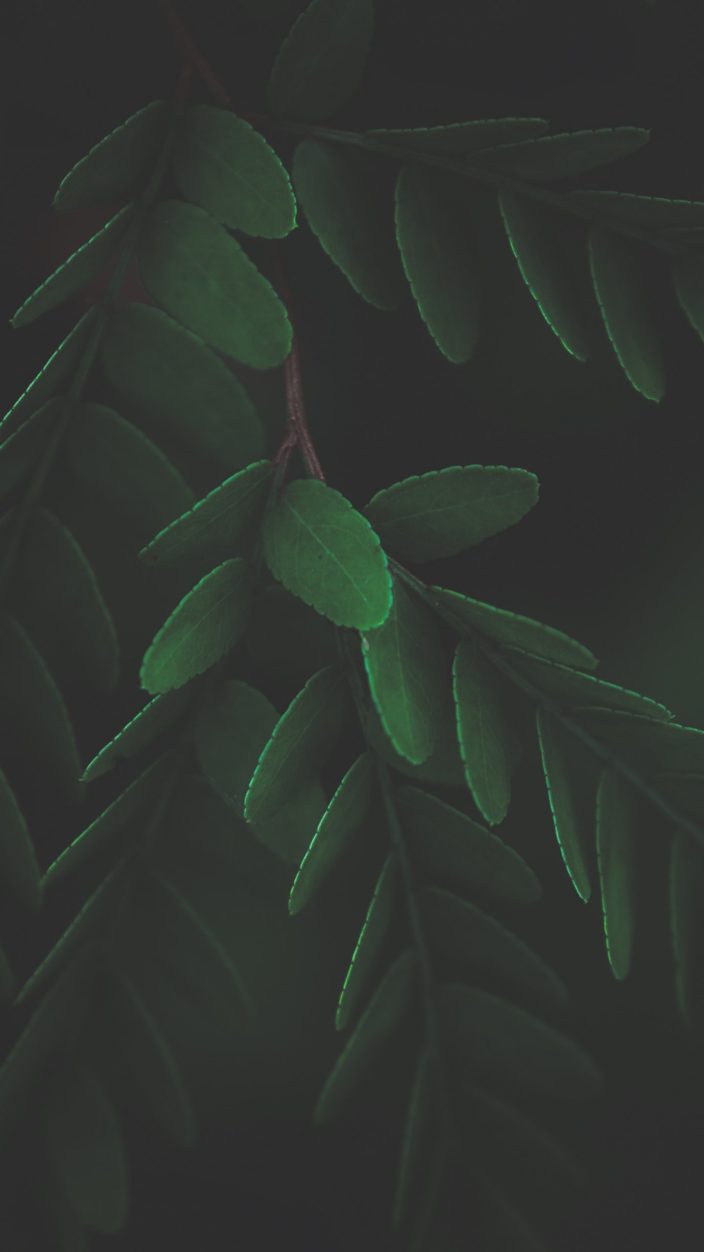 Leaf, Plant Stem, Biology, Terrestrial Plant, Twig. Wallpaper in 1440x2560 Resolution
