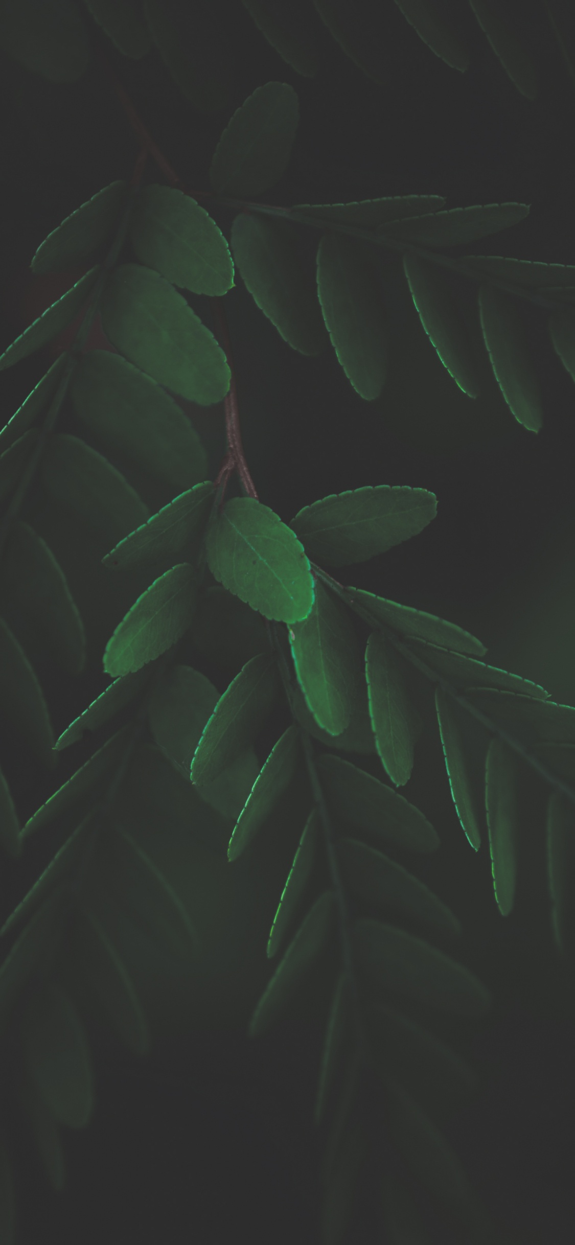 Tallo de la Planta, Biología, Planta Terrestre, Ramita, Tintes y Matices. Wallpaper in 1125x2436 Resolution